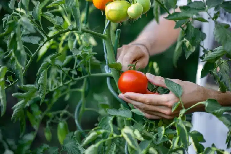 Récolte des tomates à la main.