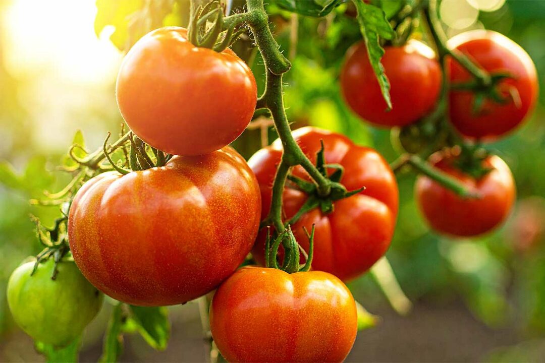 Un beau plant de tomates.