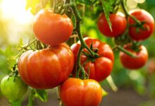 Un beau plant de tomates.