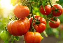 Un beau plant de tomates.