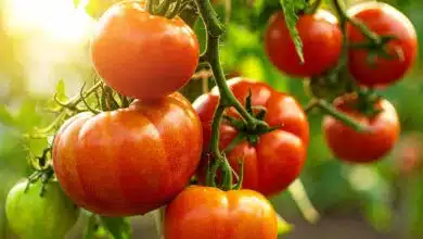Un beau plant de tomates.