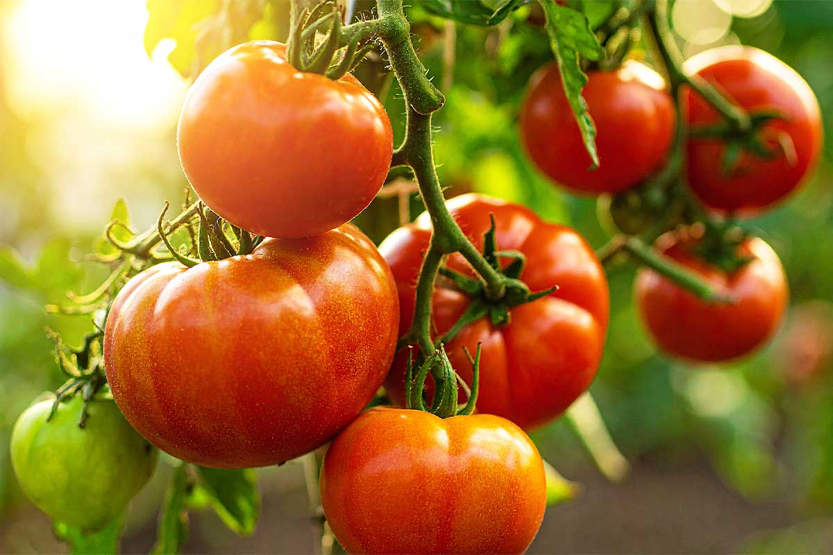 Un beau plant de tomates.
