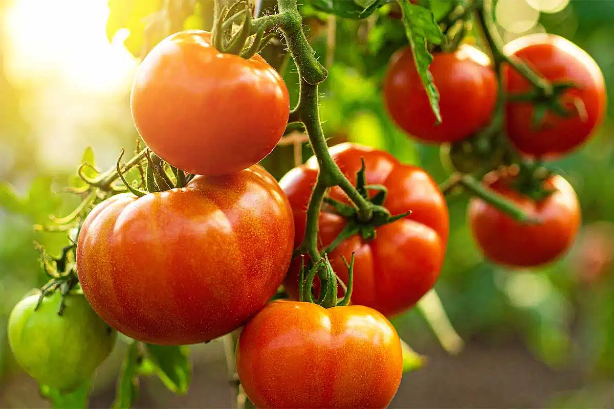 Un beau plant de tomates.