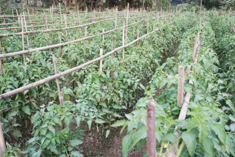 Une plantation de tomates avec des tuteurs.
