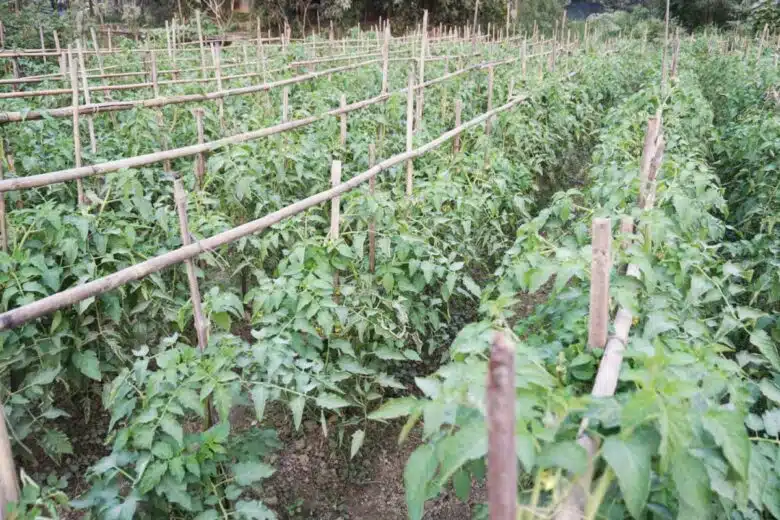 Une plantation de tomates avec des tuteurs.