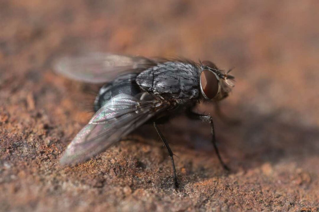 Une mouche enb gros plan.