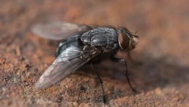 Une mouche enb gros plan.