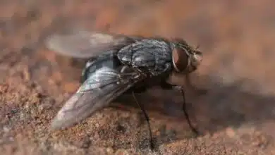 Une mouche enb gros plan.