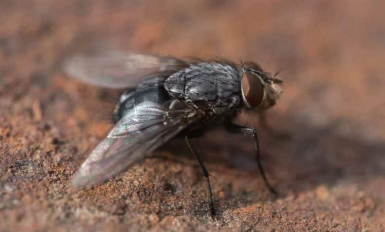 Une mouche enb gros plan.