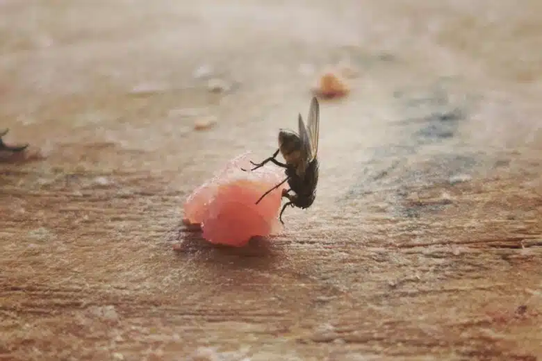Une mouche profite d'un reste de nourriture.