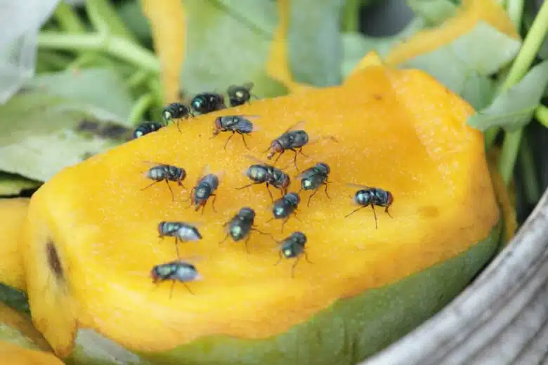 Un fruit à l'air libre couvert de mouches.
