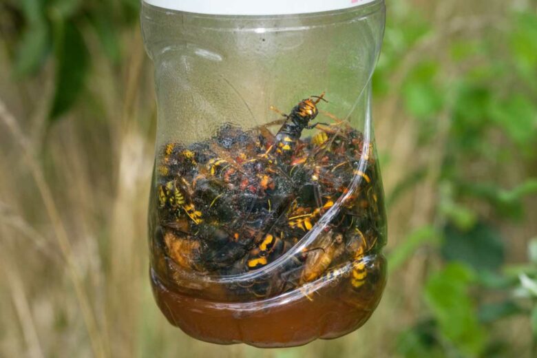 Un piège à frelon asiatiques.