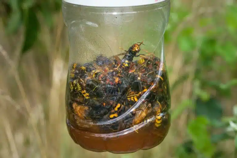 Un piège à frelon asiatiques.
