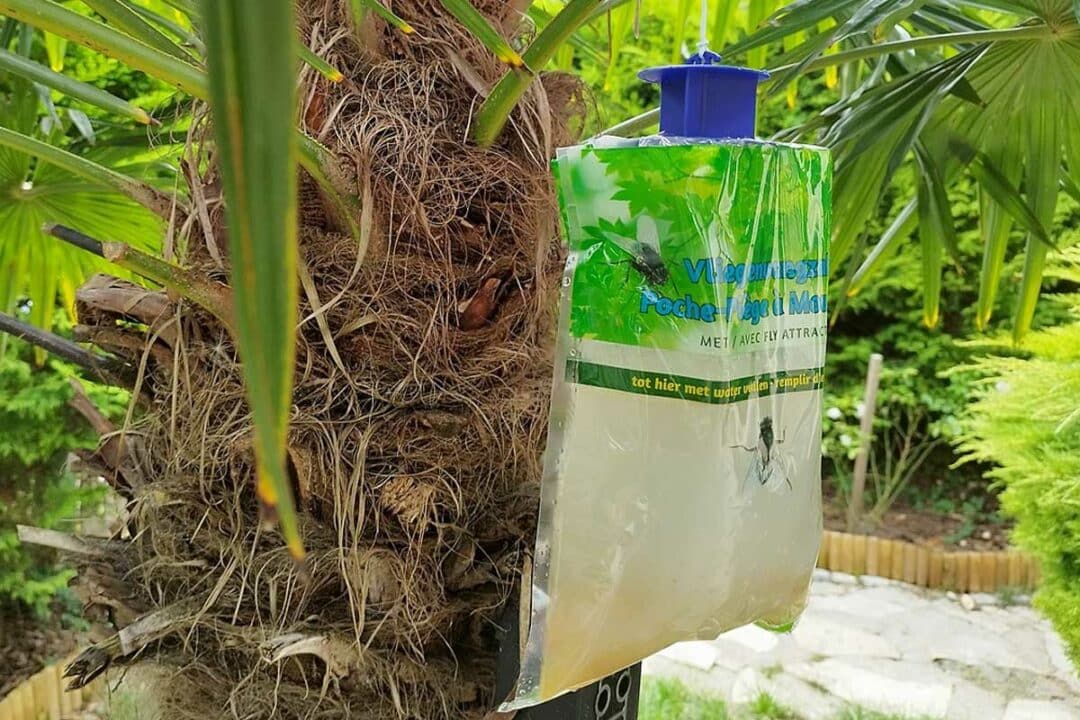 Un piège à mouches suspendu dans le jardin.