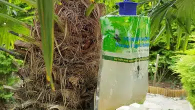 Un piège à mouches suspendu dans le jardin.