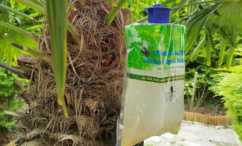 Un piège à mouches suspendu dans le jardin.