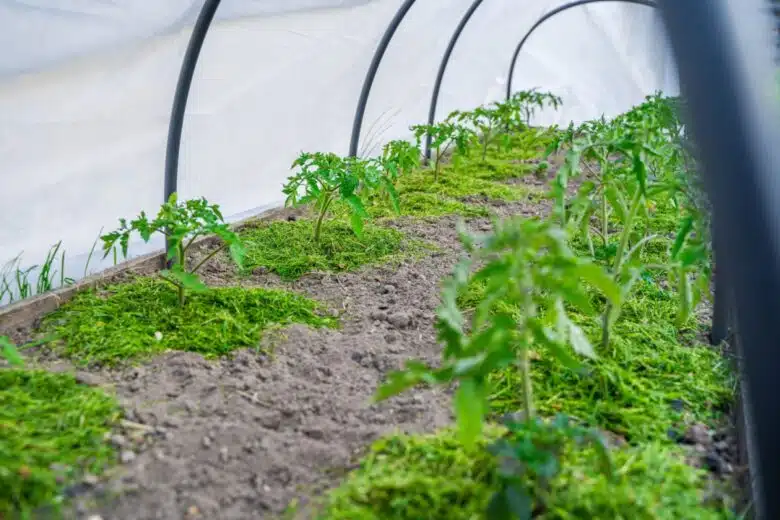 Une serre tunnel pour protéger vos plants des intempéries.