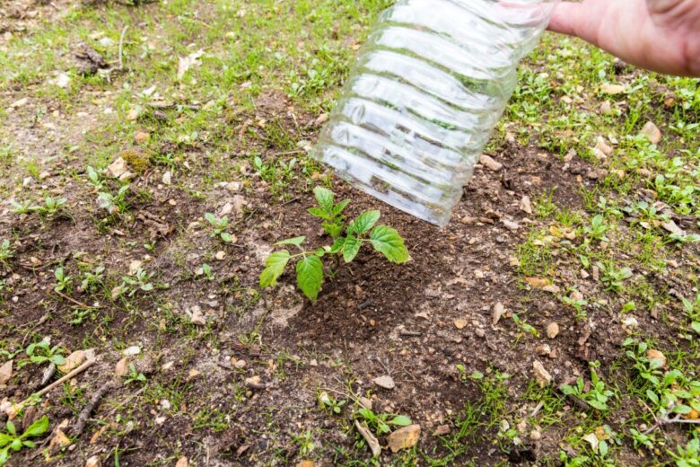 Une bouteille plastique protège un jeune plant de tomates.