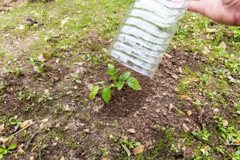 Une bouteille plastique protège un jeune plant de tomates.
