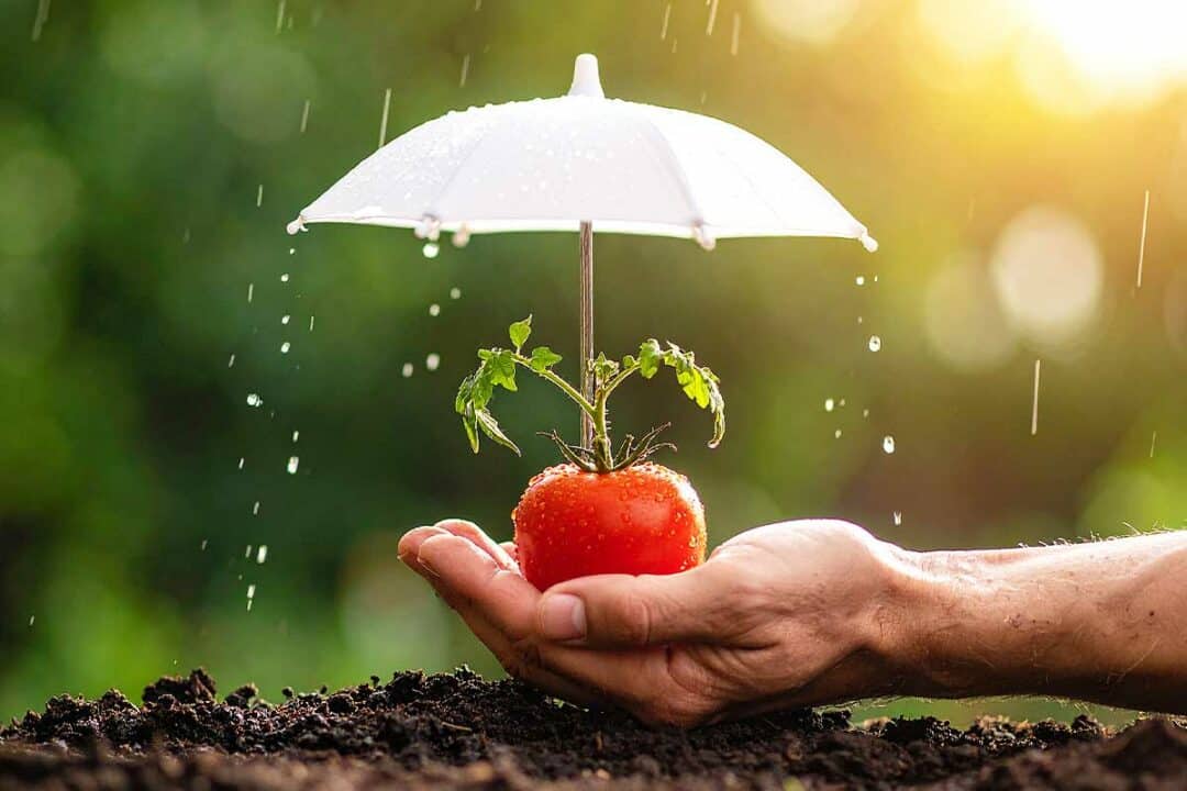 Protection des tomates.