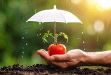 Protection des tomates.