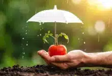 Protection des tomates.