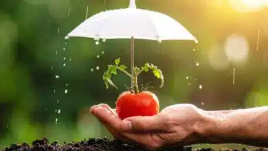 Protection des tomates.