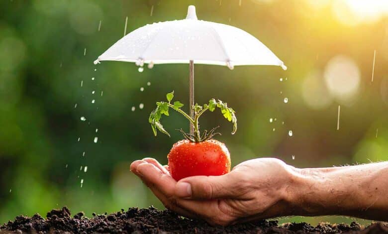 Protection des tomates.
