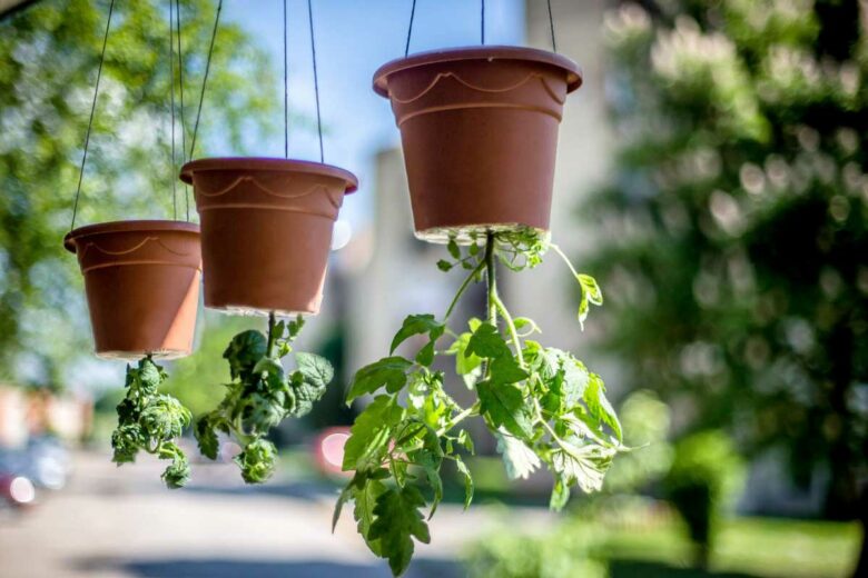 Culture de tomates en pots à l'envers.