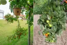 Des plants de tomates qui poussent à l'envers.
