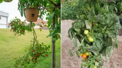Des plants de tomates qui poussent à l'envers.