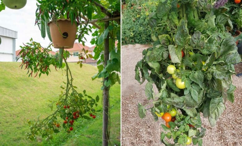 Des plants de tomates qui poussent à l'envers.