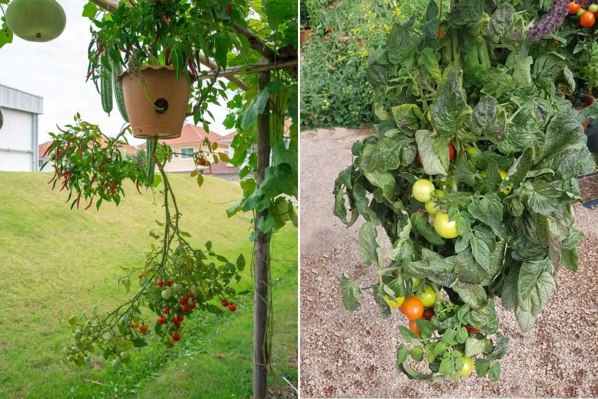 Des plants de tomates qui poussent à l'envers.