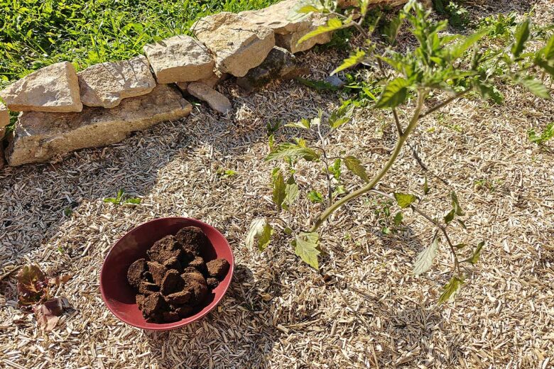 Du marc de café et un pied de tomates.