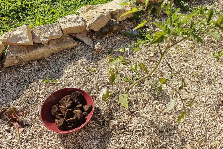 Du marc de café et un pied de tomates.