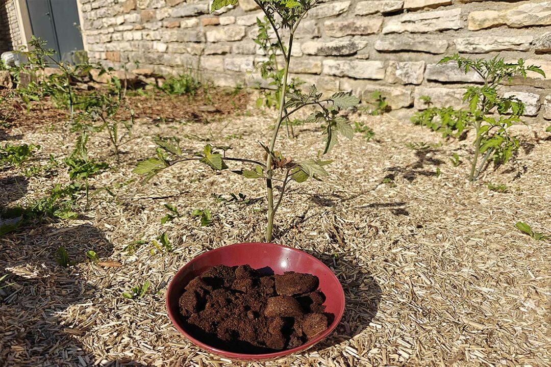 Une assiette de marc de café devant une plante.
