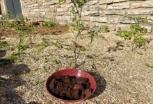 Une assiette de marc de café devant une plante.