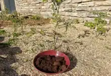 Une assiette de marc de café devant une plante.