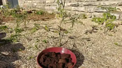 Une assiette de marc de café devant une plante.