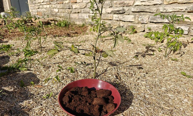 Une assiette de marc de café devant une plante.