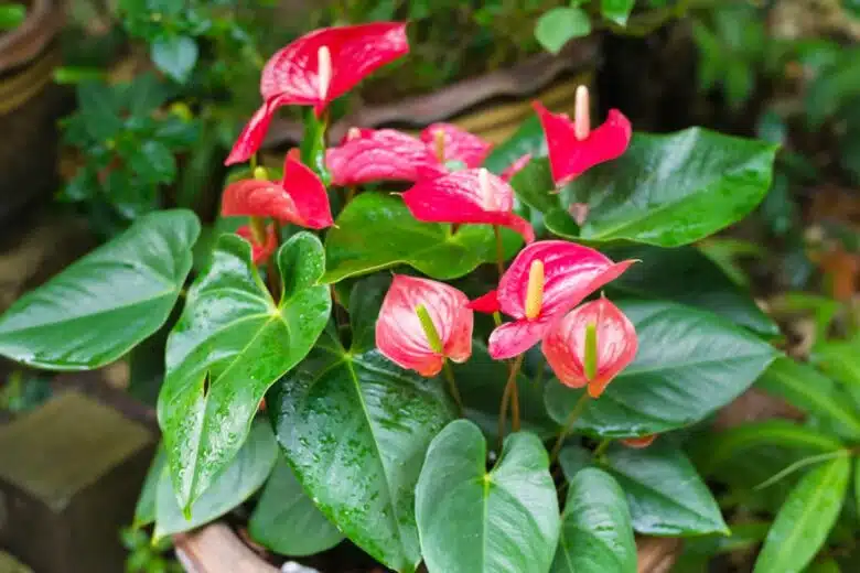 Un anthurium.