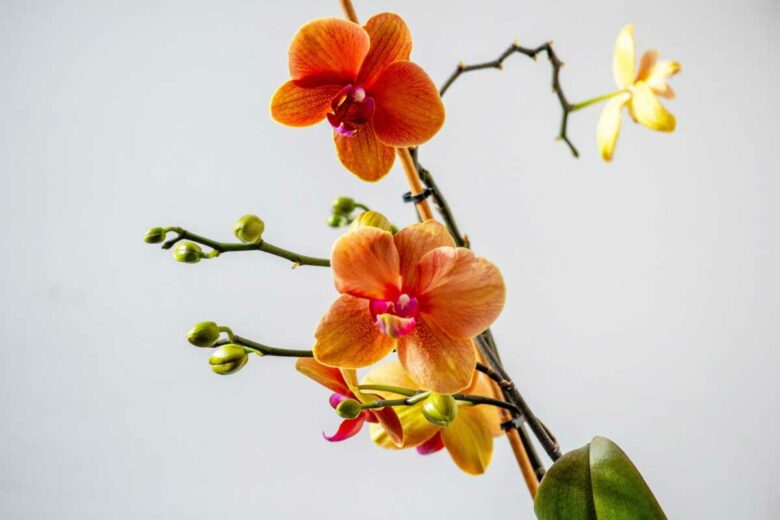 Une orchidée aux belles couleurs orangées.