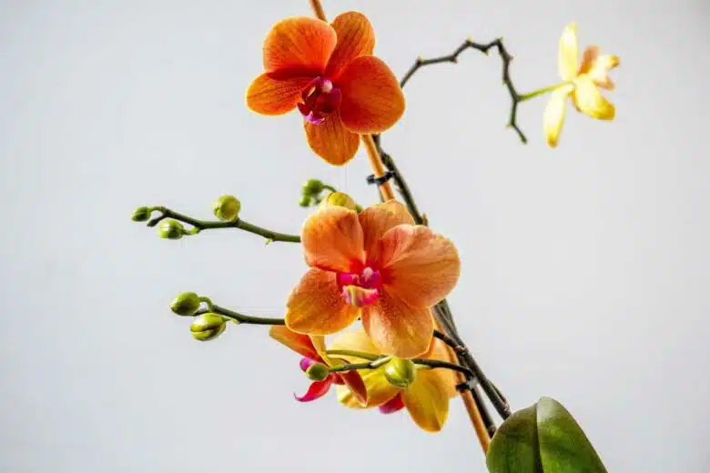 Une orchidée aux belles couleurs orangées.