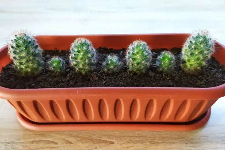 Un bac de cactus.
