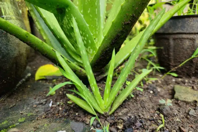 Aloe vera dans le jardin.