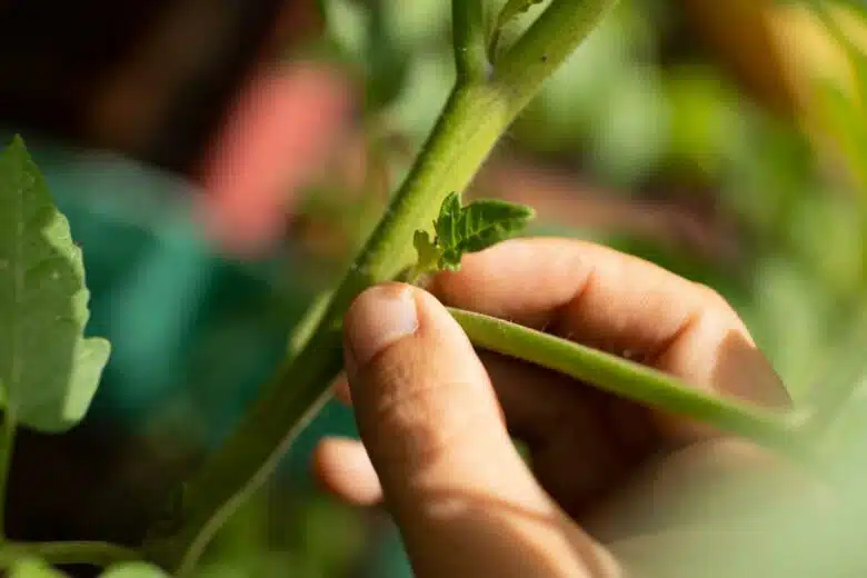 Un gourmand retiré sur un pied de tomate.