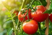 Des tomates bien rouges.