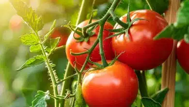 Des tomates bien rouges.