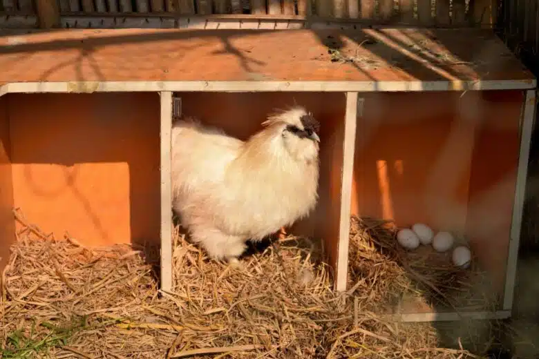 Une poule dans un espace adapté pour la ponte.