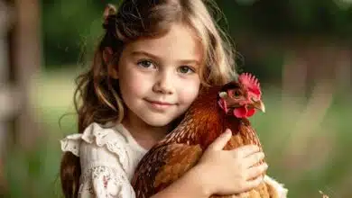 Une petite fille tient une poule dans ses bras.